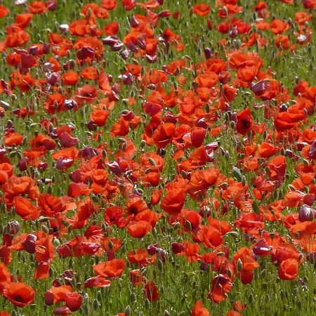 El Raco De - Adults Only 酒店 4*