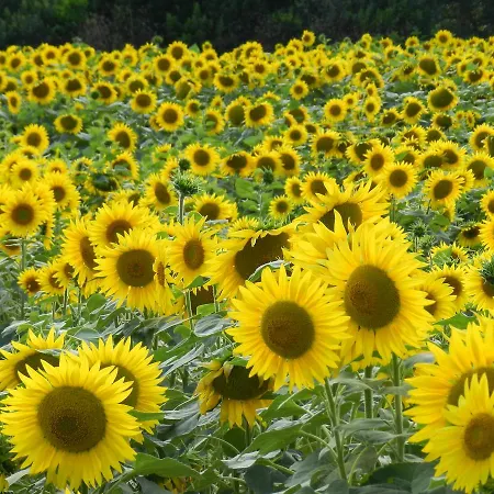 酒店 El Raco De - Adults Only 4*